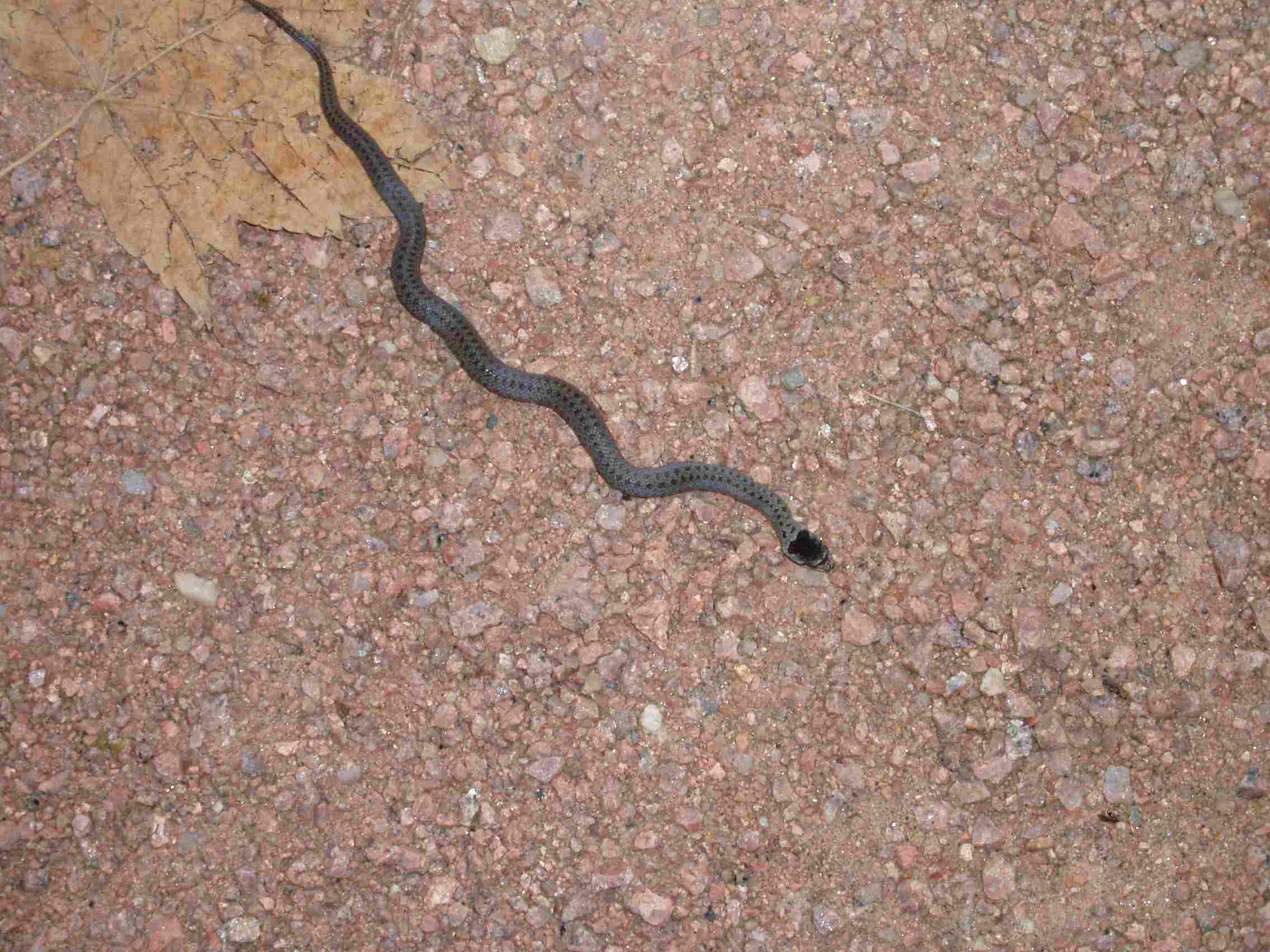 classificazione serpente